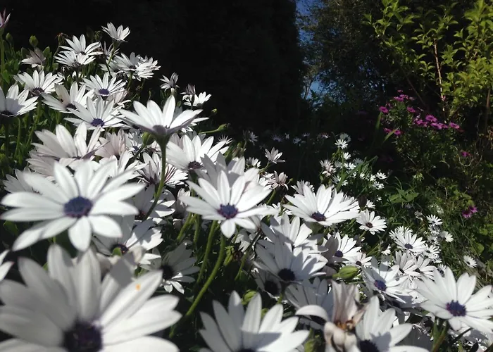 Couette-café Tentempe Peregrino 3*